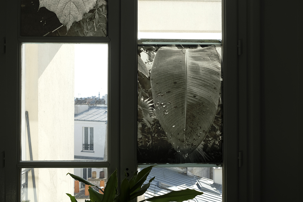 Atelier Phytosphère - <i>Tropicale 2 le 5 mars 2020 MNHN Paris</i> - Agnès Prévost Atelier Phytosphère - <i>Tropicale 2 le 5 mars 2020 MNHN Paris</i> - Agnès Prévost