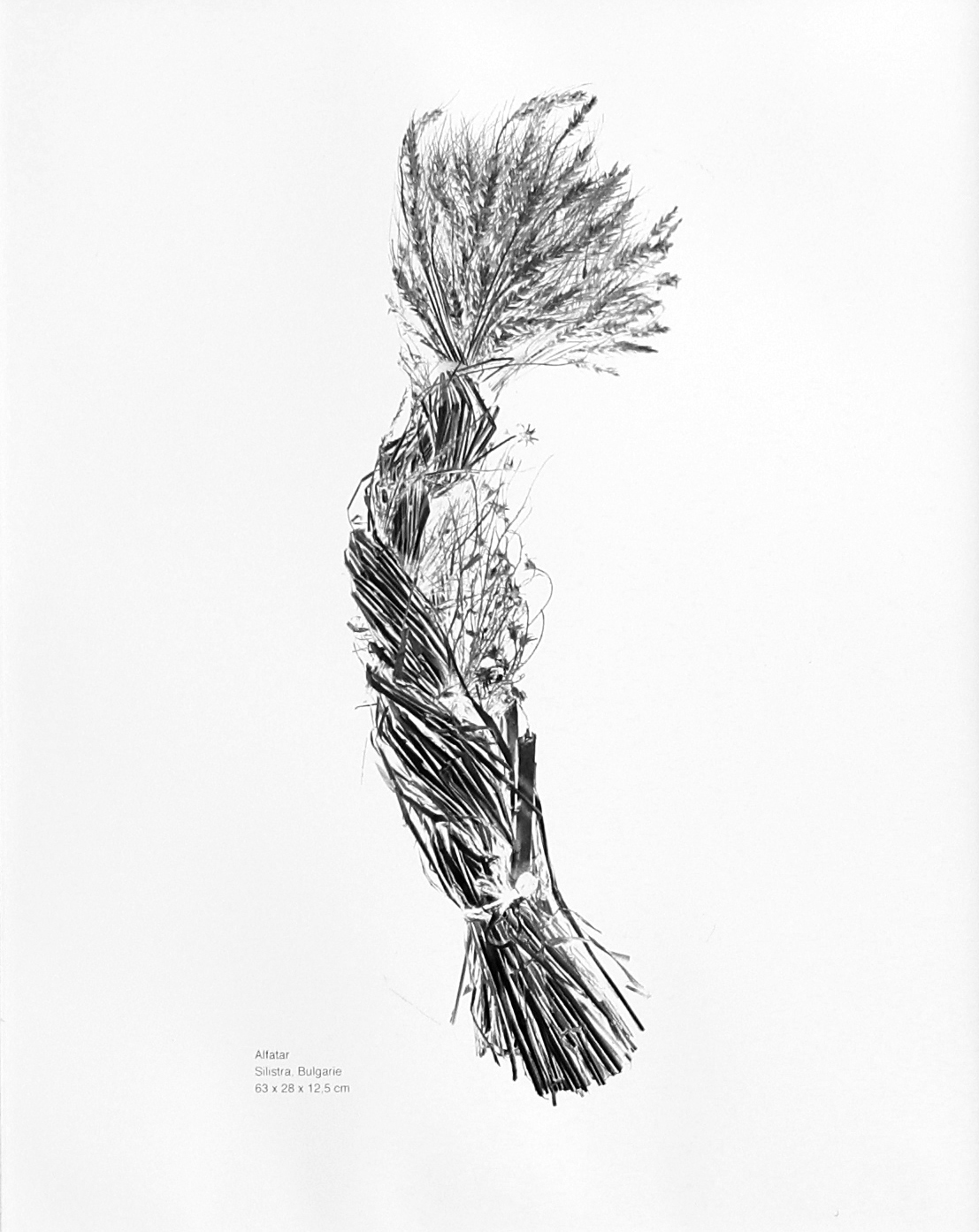 AGNES-PREVOST_Bouquets de moissons